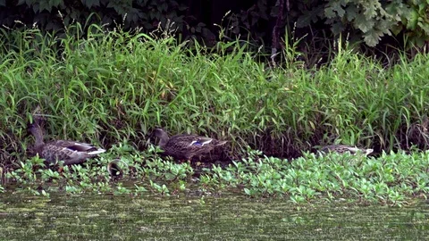 Ducks Feeding on Grass at the Side of a Pond Stock Footage 79601526