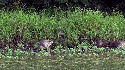 Ducks Feeding on Grass at the Side of a Pond Stock Footage 79601531