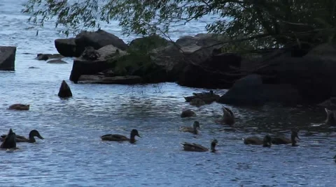 Ducks Feeding in a group 스톡 동영상 52756514
