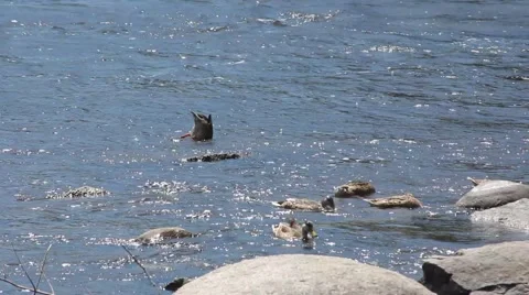Ducks feeding in group in river curent 스톡 동영상 52791075