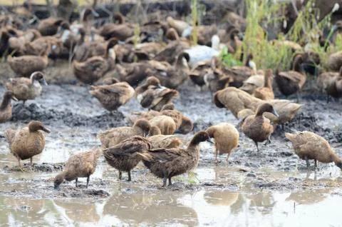 Ducks feeding in mud Foto stock