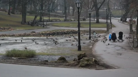 Ducks feeding in park in a cold winter day Stock Footage 47300447