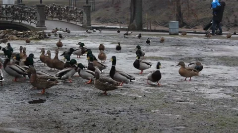 Ducks feeding in park in a cold winter day Stock Footage 47300464