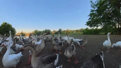 Ducks Feeding at Park Stock Footage 280708453