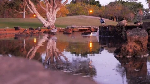 Ducks feeding at a park at sunset Stock Footage 108164363