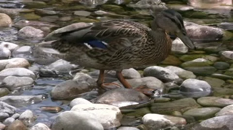 Ducks feeding in the pebbled shallows of the River Wharfe Stock Footage 22385101