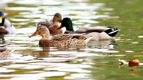 Ducks feeding on pond Stock Footage 80978647
