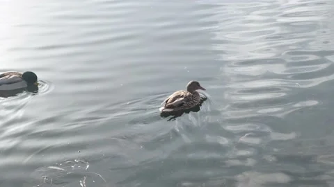 Ducks feeding in pond Stock Footage 133365339