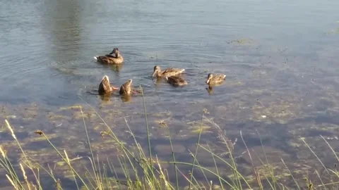 Ducks feeding in pond Stock Footage 165915433