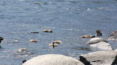 Ducks Feeding in River Current Stock Footage 52757438