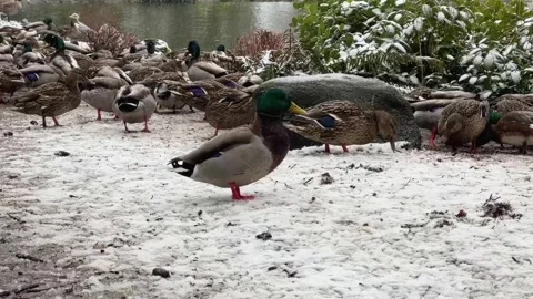 Ducks Feeding in the Snow Stock Footage 273236762