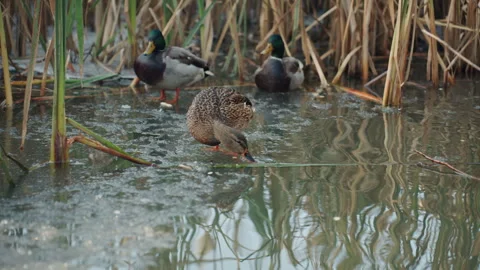 Ducks feeding together. Mallards foraging near wetland edges. Group of ducks Stock Footage 332042710