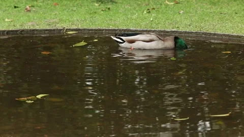 Ducks in the field 5 Stock Footage 316708890
