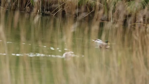 Ducks in the field 8 Video stock 316708899