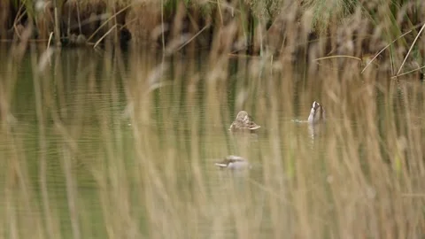 Ducks in the field 9 Video stock 316709089