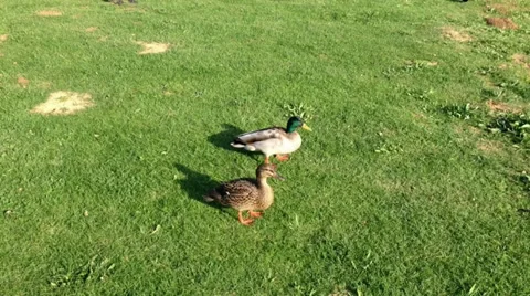 Ducks in field Stock Footage 36553600