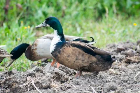 Ducks in the field Stock Photos