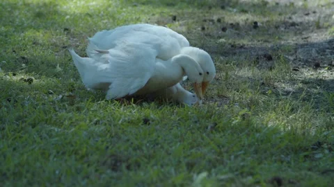 Ducks fighting at city park attack bite Stock Footage 196295298