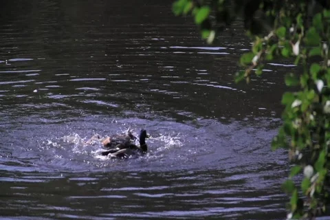 Ducks fighting dv ntsc Stock Footage 858267