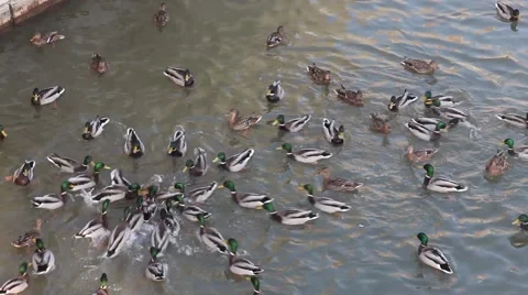 Ducks fighting for food Stock Footage 59842510