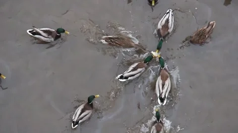 Ducks fighting for food Stock Footage 59963061