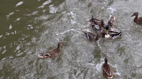 Ducks fighting for food Stock Footage 59963102