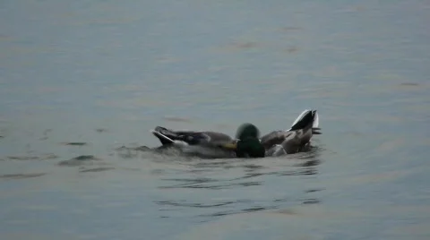 Ducks Fighting Video stock 549845