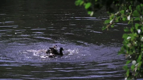 Ducks fighting Stock Footage 858260