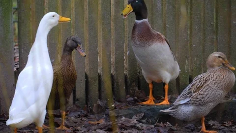 Ducks fighting Stock Footage 121748760