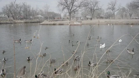 Ducks fighting over bread being thrown at pond and park area. Video stock 169733489