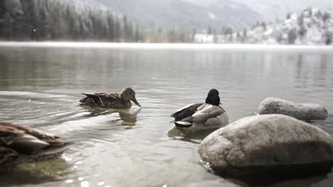 Ducks Fighting While Swimming in Pond with Snowfall, Yosemite, Slow Motion Stock Footage 145449329