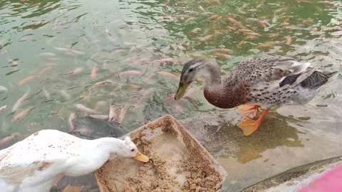 Ducks in the fish pond Stock Footage 277747251