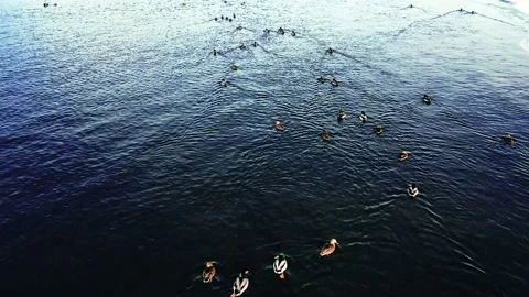 Ducks flee from the drone Stock Footage 170034004