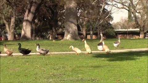 Ducks flee geese Stock Footage 87127314