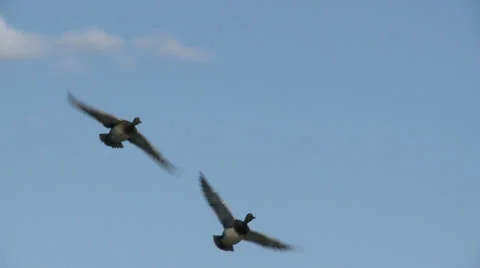 Ducks In Flight, Bird, Birds, Fly, Flying Stock Footage