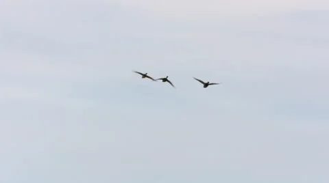 Ducks In Flight, Bird, Birds, Fly, Flying Stock Footage