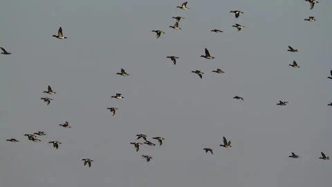 Ducks In Flight, Birds, Fly, Flying Stock Footage 319413709