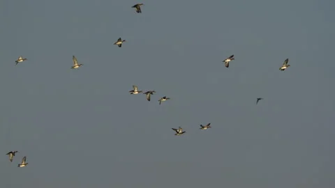 Ducks In Flight, Birds, Fly, Flying Stock Footage 319413853