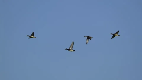Ducks In Flight, Birds, Fly, Flying Stock Footage 328679500
