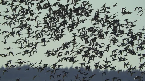Ducks In Flight, Birds, Fly, Flying Stock Footage 328679579