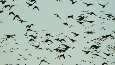Ducks In Flight, Birds, Fly, Flying Stock Footage 328679760