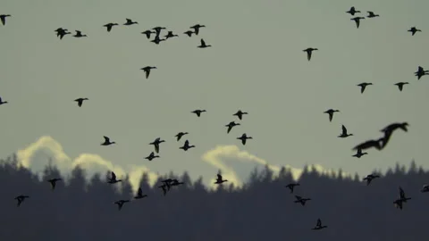 Ducks In Flight, Birds, Fly, Flying Stock Footage 328679816