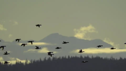 Ducks In Flight, Birds, Fly, Flying Stock Footage 328679990