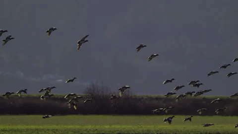 Ducks In Flight, Birds, Fly, Flying Stock Footage 328680025