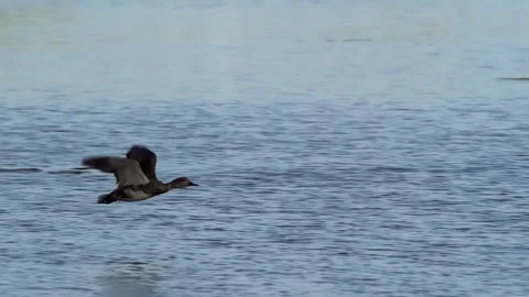 Ducks In Flight, Birds, Fly, Flying Stock-Footage 344584576