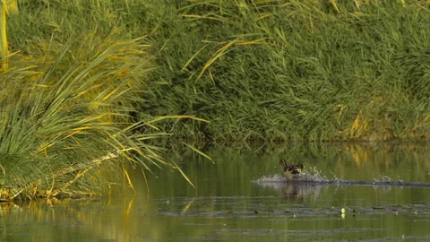 Ducks In Flight, Birds, Fly, Flying Vídeo Stock 346241105