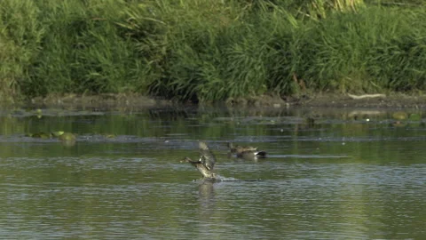Ducks In Flight, Birds, Fly, Flying Vídeo Stock 346241132