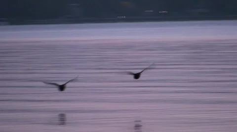 Ducks in Flight Stock Footage 549844