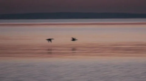 Ducks in Flight Stock Footage 761362