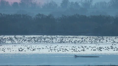 Ducks in flight Stock Footage 34291777